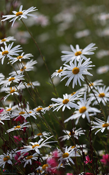 Flowers_KOCIS_Korea_Sancheong_Traditional_Medicine_EXPO_13