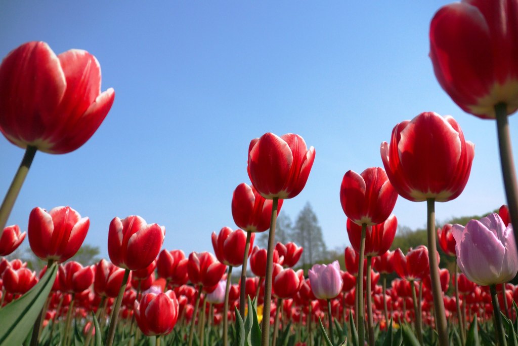 Tulips in Bucheon ECO Park with blue sky
